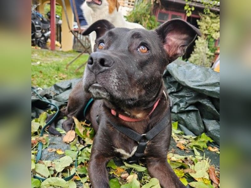 BRUNO - fröhlicher "Österreicher" sucht sein Zuhause