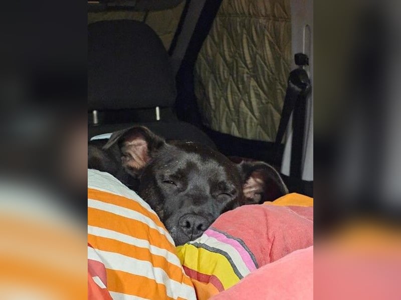 BRUNO - fröhlicher "Österreicher" sucht sein Zuhause