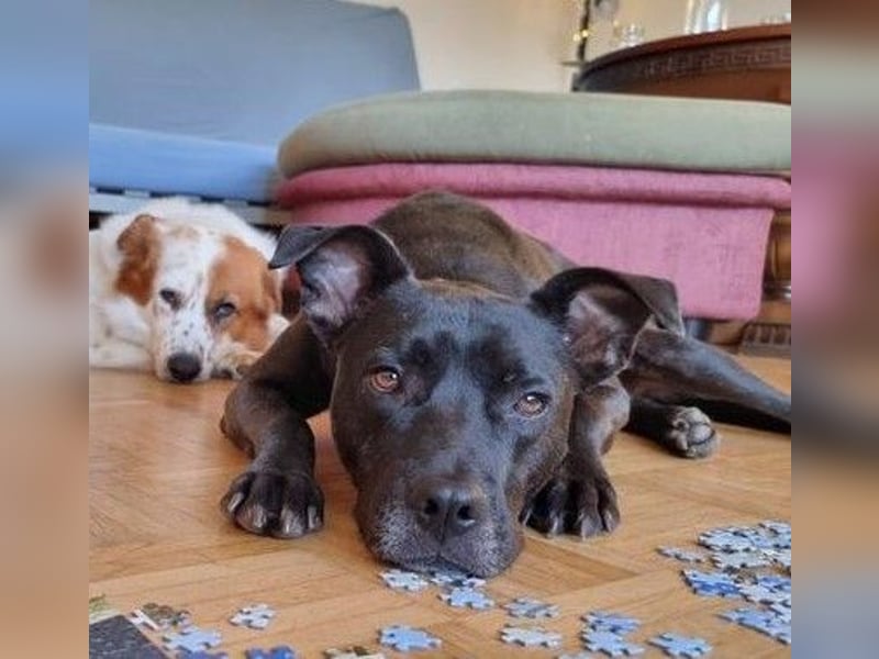 BRUNO - fröhlicher "Österreicher" sucht sein Zuhause