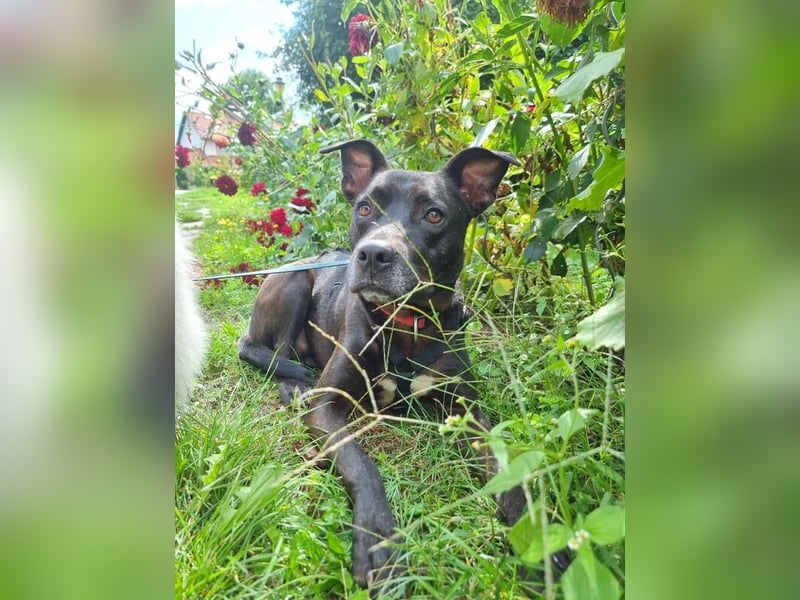 BRUNO - fröhlicher "Österreicher" sucht sein Zuhause