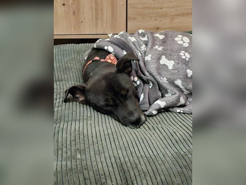 BRUNO - fröhlicher "Österreicher" sucht sein Zuhause