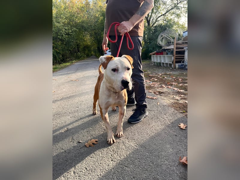 Kuba sucht Rasseliebhaber mit Erfahrung