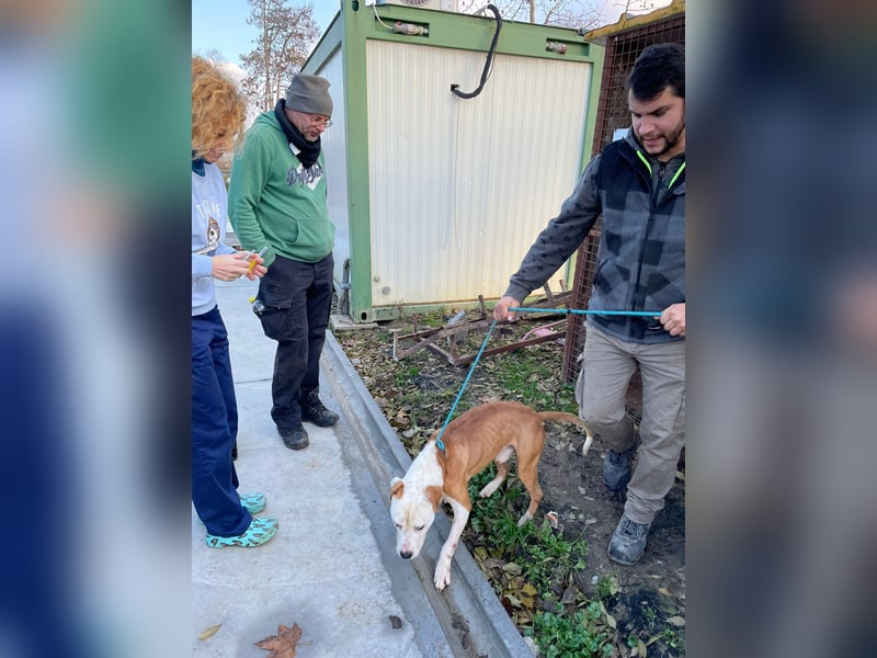 Kuba sucht Rasseliebhaber mit Erfahrung