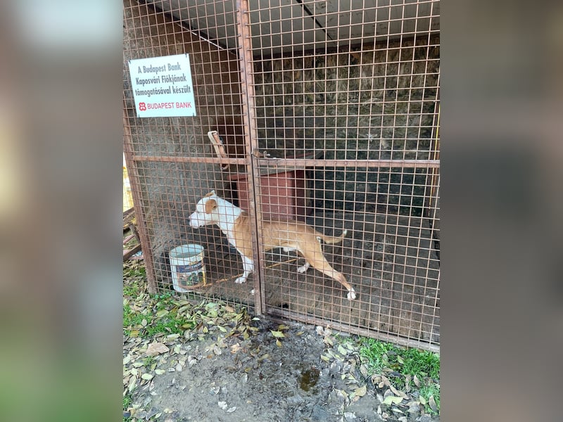 Kuba sucht Rasseliebhaber mit Erfahrung