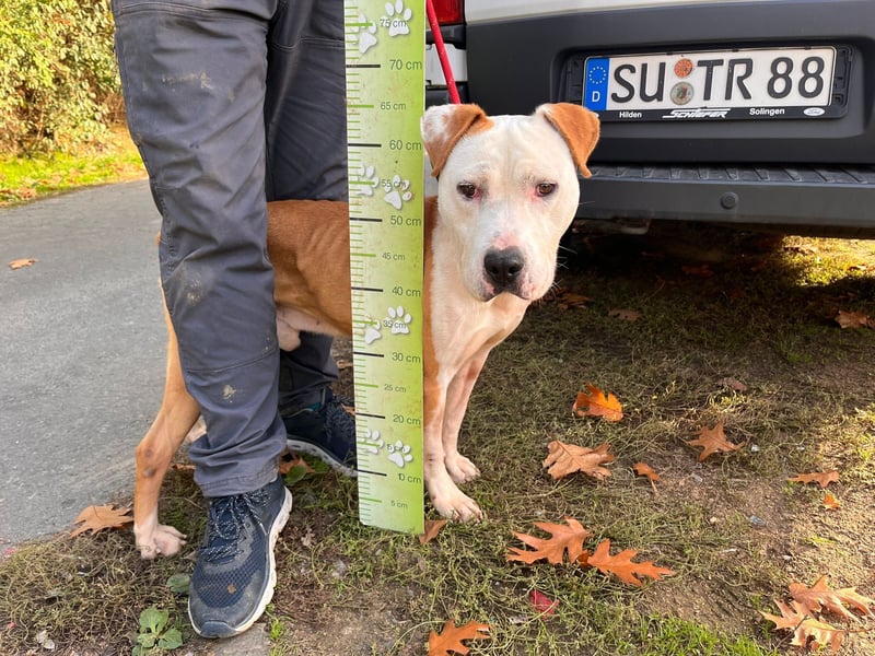 Kuba sucht Rasseliebhaber mit Erfahrung