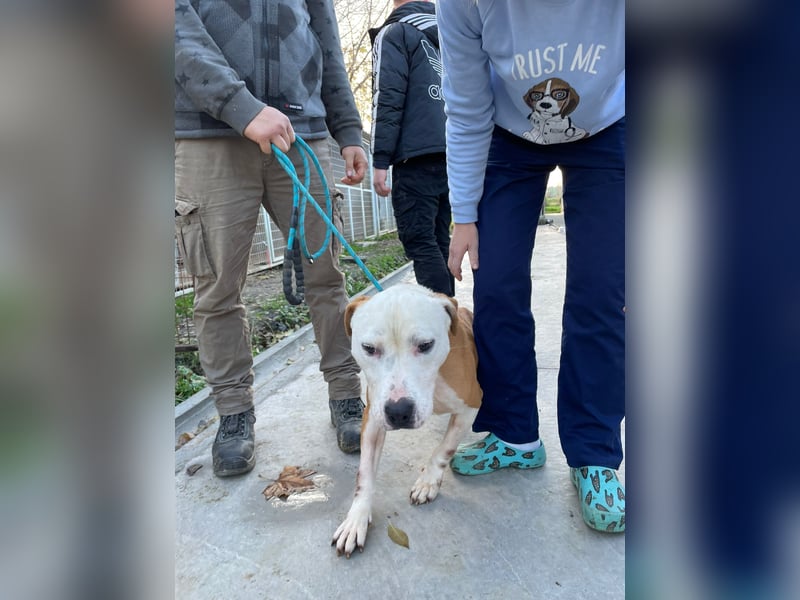 Kuba sucht Rasseliebhaber mit Erfahrung