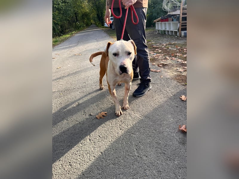 Kuba sucht Rasseliebhaber mit Erfahrung