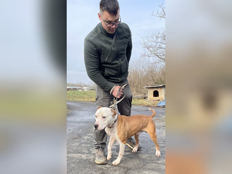 Kuba sucht Rasseliebhaber mit Erfahrung