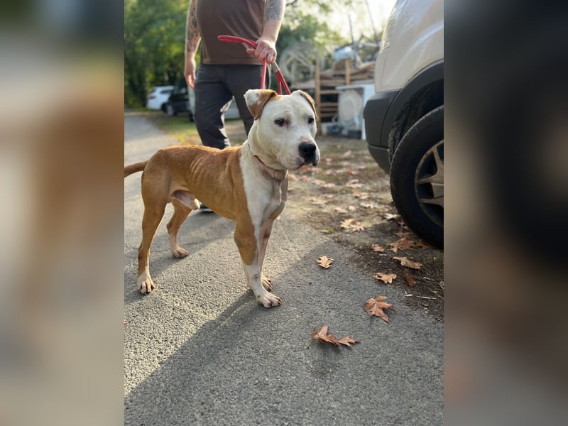 Kuba sucht Rasseliebhaber mit Erfahrung