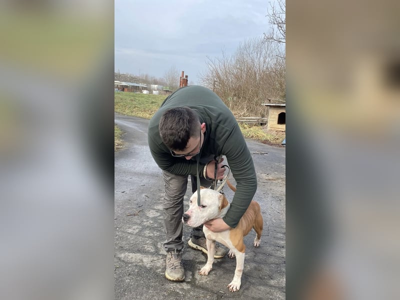 Kuba sucht Rasseliebhaber mit Erfahrung