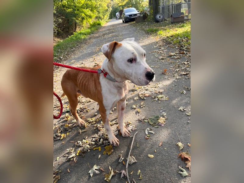 Kuba sucht Rasseliebhaber mit Erfahrung