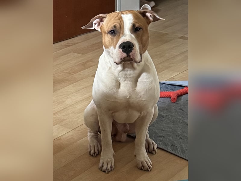 American Staffordshire Terrier | Deckrüde |
