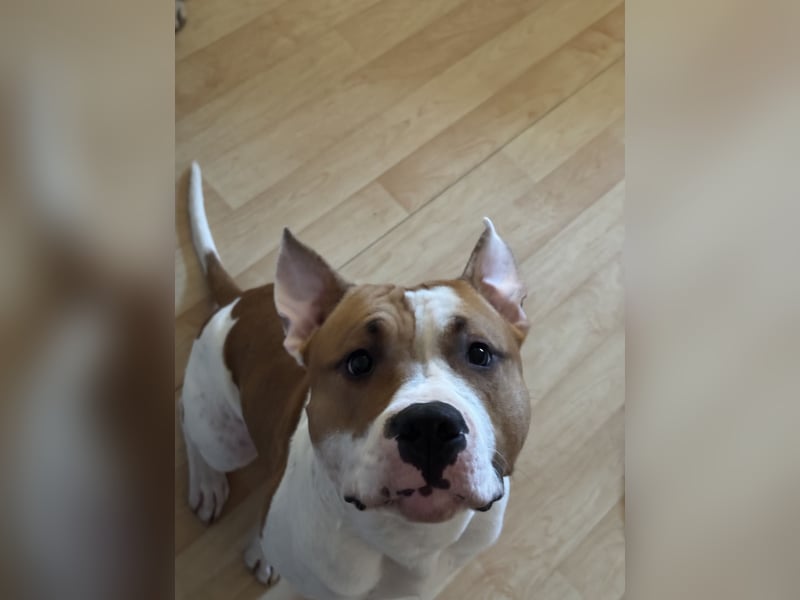 American Staffordshire Terrier | Deckrüde |