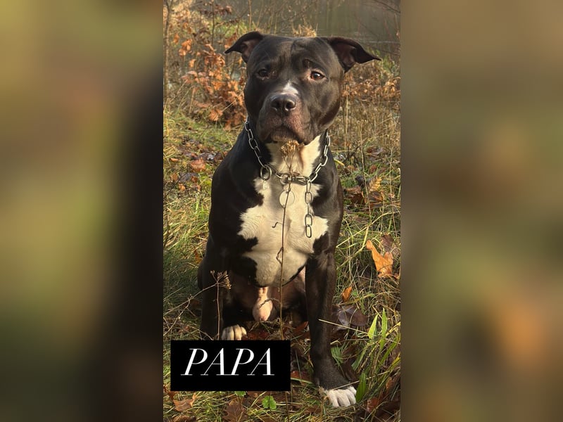 American Staffordshire Terrier | Deckrüde |