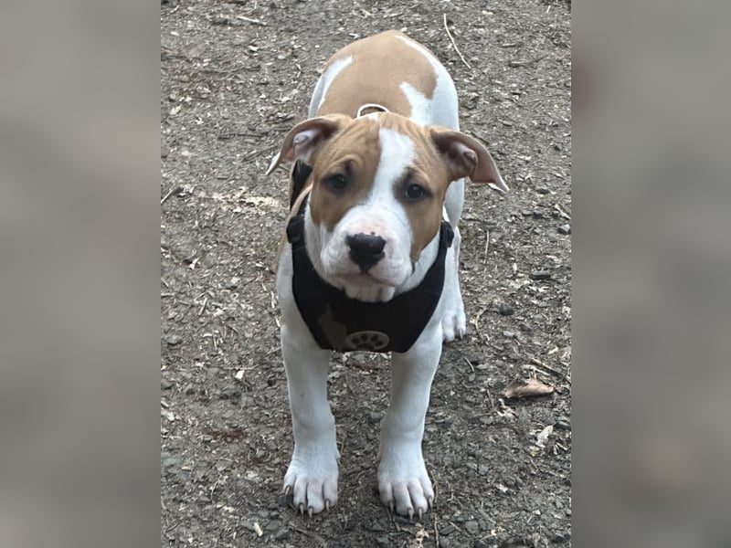 American Staffordshire Terrier | Deckrüde |