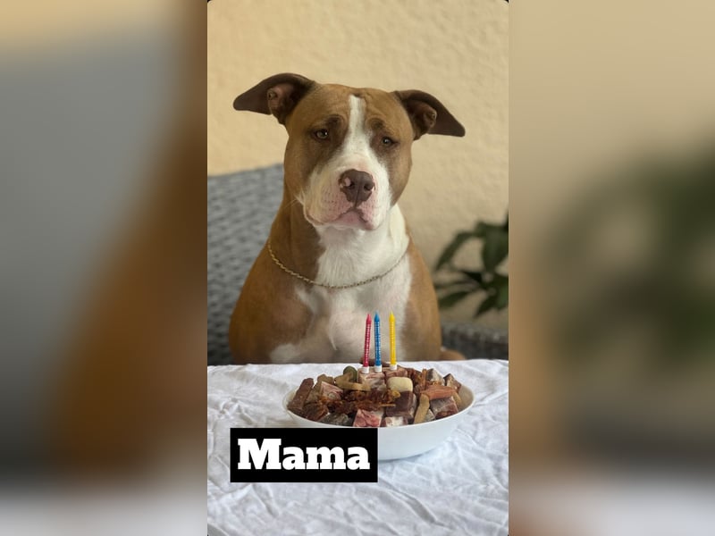 American Staffordshire Terrier | Deckrüde |