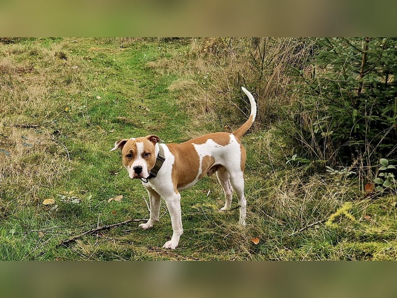 American Staffordshire Terrier | Deckrüde |
