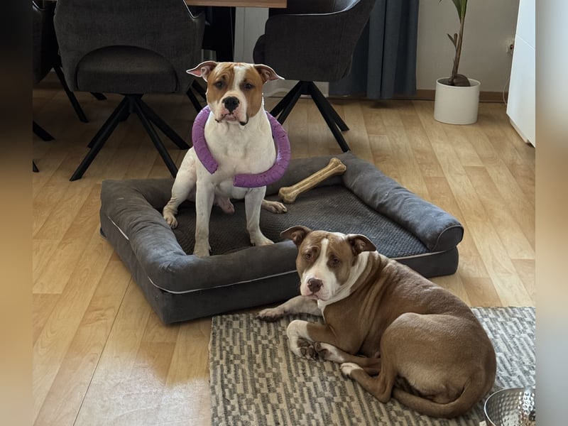 American Staffordshire Terrier | Deckrüde |