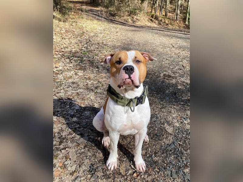 American Staffordshire Terrier | Deckrüde |