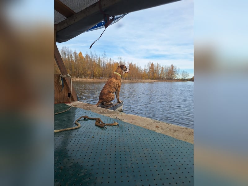 Mischlingsrüde 3 Jährig