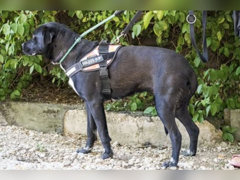 VIOLA – junge Staffordshire-Mix-Hündin sucht aktive Menschen fürs Leben 