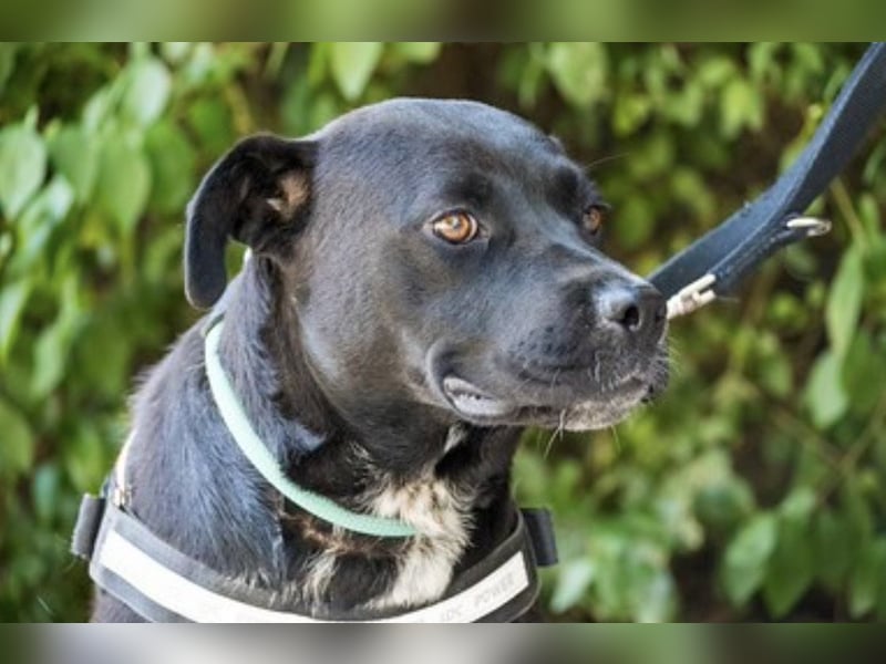 VIOLA – junge Staffordshire-Mix-Hündin sucht aktive Menschen fürs Leben 