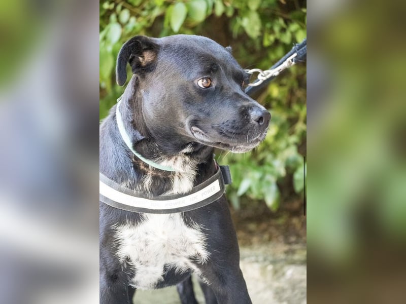 VIOLA – junge Staffordshire-Mix-Hündin sucht aktive Menschen fürs Leben 