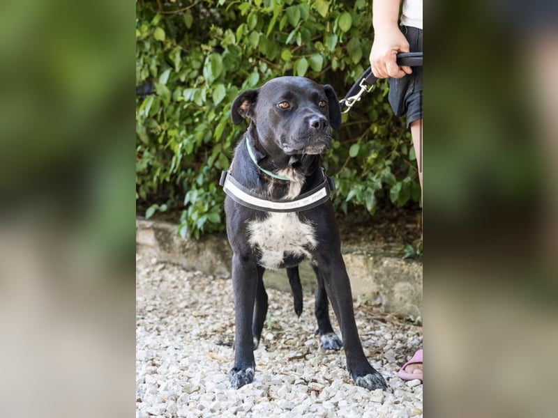 VIOLA – junge Staffordshire-Mix-Hündin sucht aktive Menschen fürs Leben 