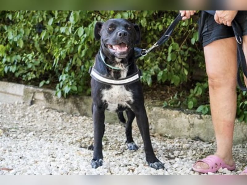 VIOLA – junge Staffordshire-Mix-Hündin sucht aktive Menschen fürs Leben 