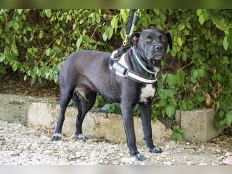 VIOLA – junge Staffordshire-Mix-Hündin sucht aktive Menschen fürs Leben 