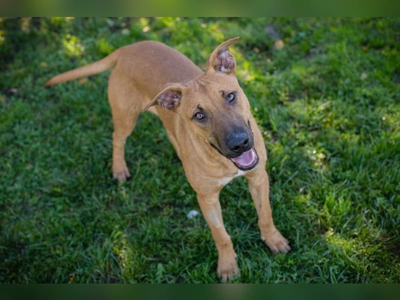 DJEGO - der aktive und verspielte junge Rüde freut sich auf eine eigene Familie