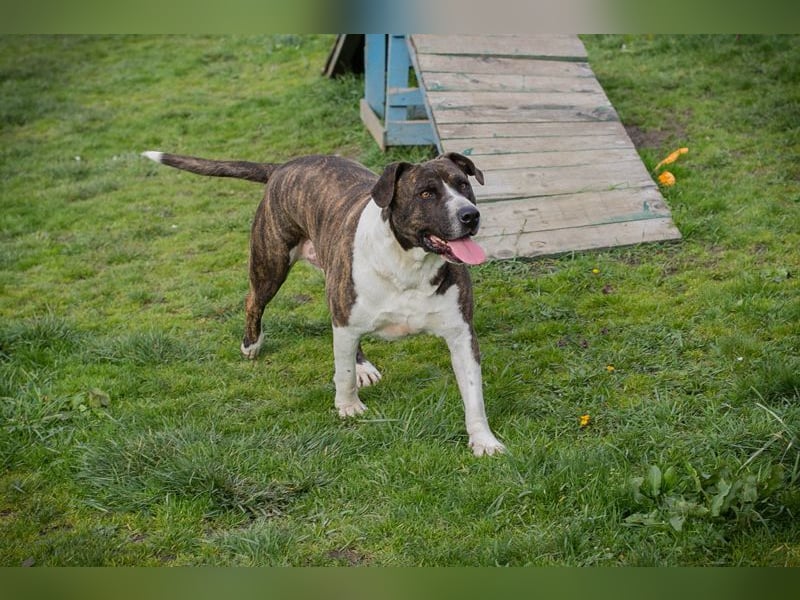 JERRY - der freundliche Rüde sucht aktive, sportliche Menschen und braucht ordentlich Beschäftigung