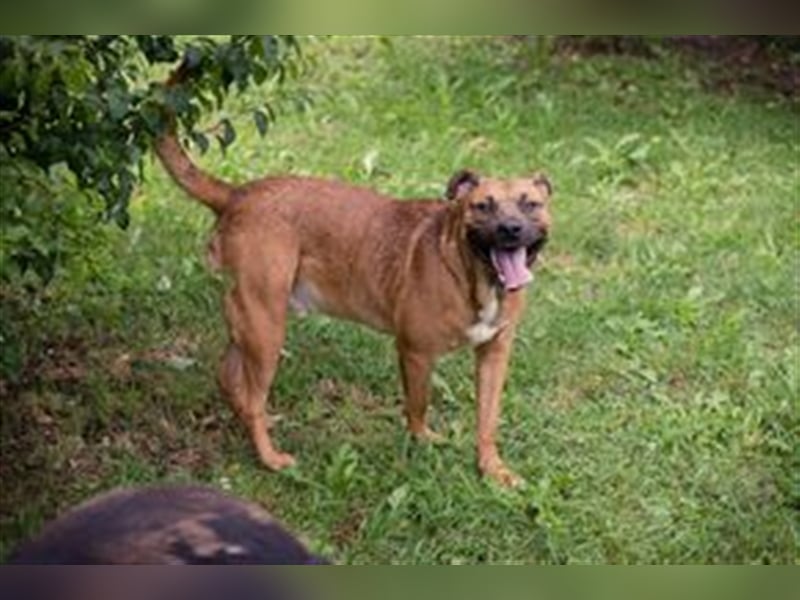 DRAGO - der freundliche, fröhliche und aktive Rüde verträgt sich super mit anderen Hunden