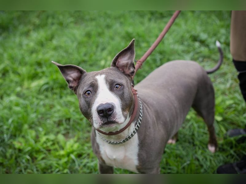 SMOKEY  - wer schenkt mir sein Herz und ein Zuhause?