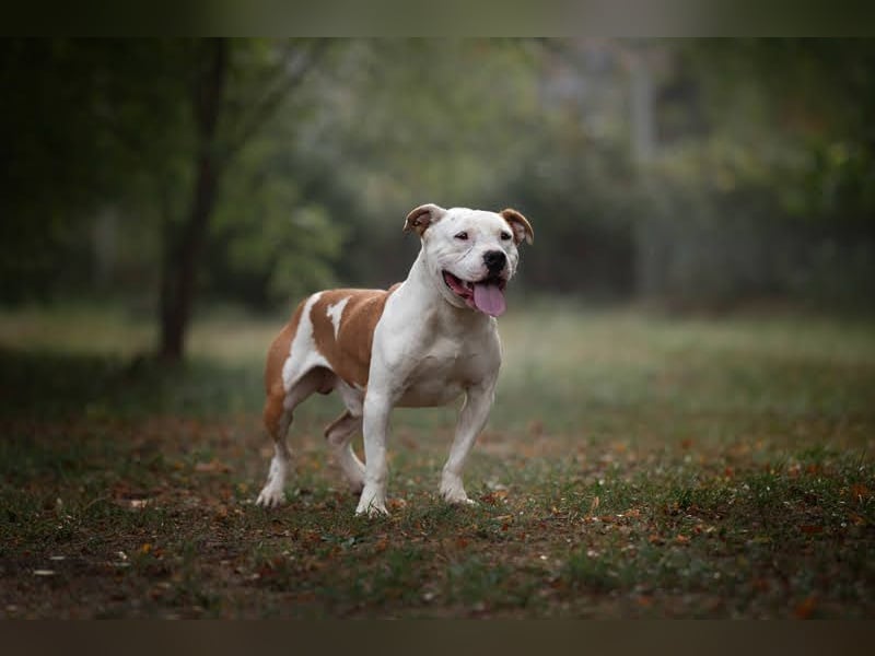 JIGGLE - der kräftige junge Herr sucht ein hundeerfahrenes Zuhause