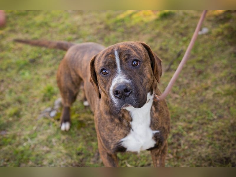 LIMERICK - wer schenkt mir ein Zuhause?