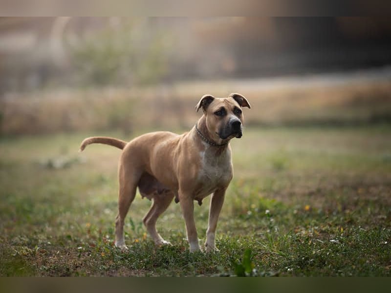 FRONI - die hübsche Maus sucht ein hundeerfahrenes, liebevolles Zuhause!