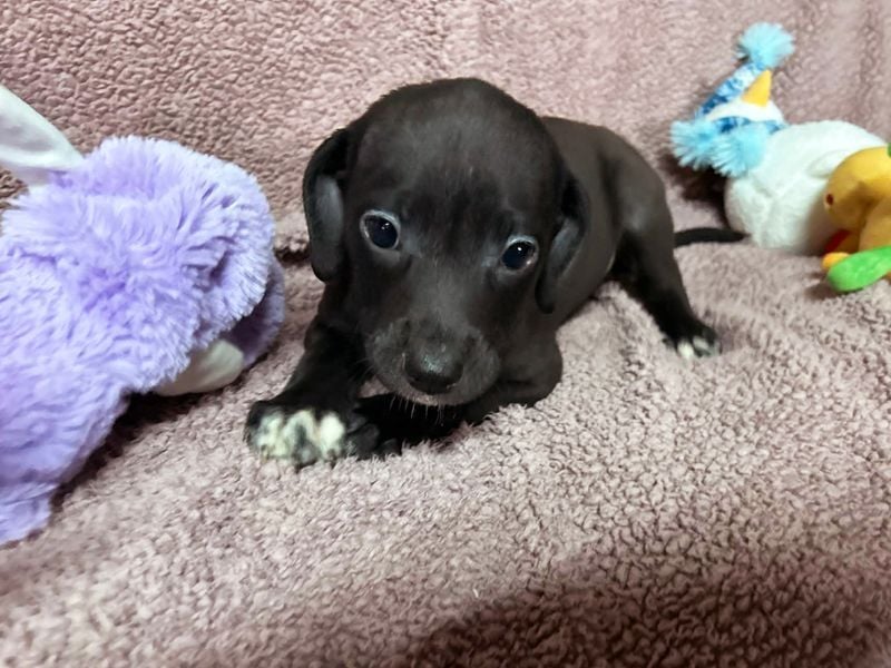 Welpe BETTI - spielen, knuddeln, lernen - schenkst du mir dein Herz und ein Zuhause?