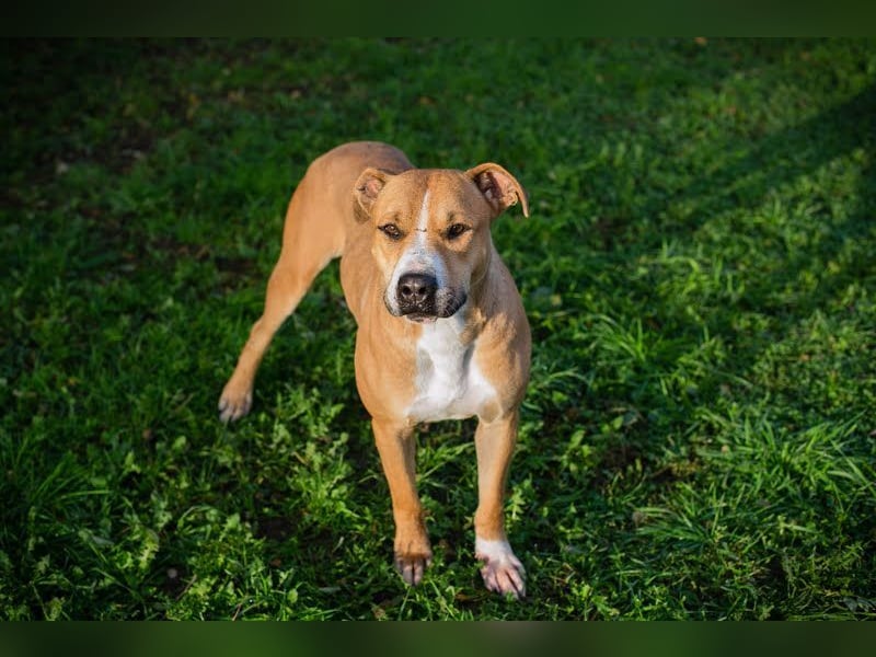 RATZ - der fröhliche, brave und freundliche Rüde ist der perfekte Familienhund