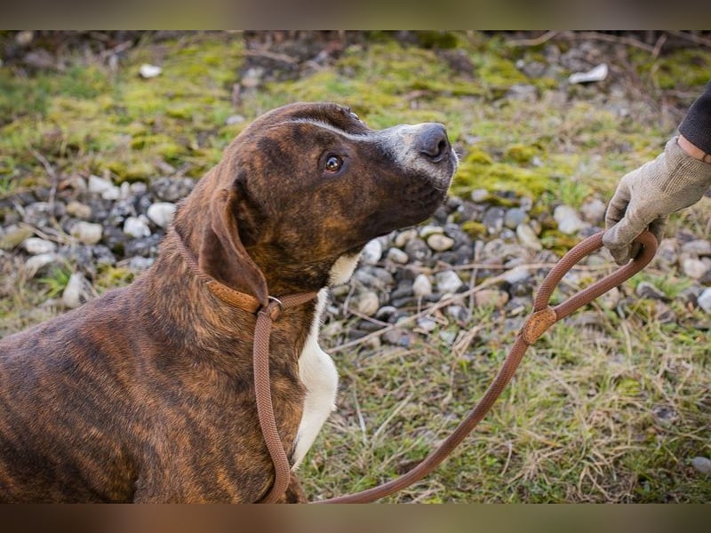 LIMERICK - wer schenkt mir ein Zuhause?