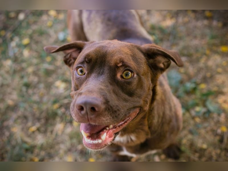 FLICKA - wer hat Hundeerfahrung und schenkt der hübschen Maus ein Für-Immer Zuhause?