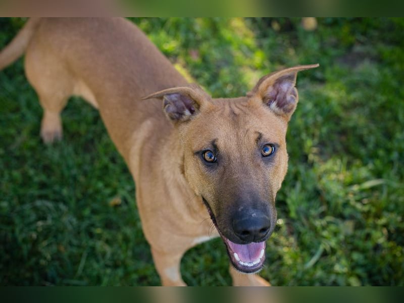 DJEGO - der aktive und verspielte junge Rüde freut sich auf eine eigene Familie