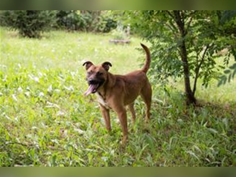 DRAGO - der freundliche, fröhliche und aktive Rüde verträgt sich super mit anderen Hunden