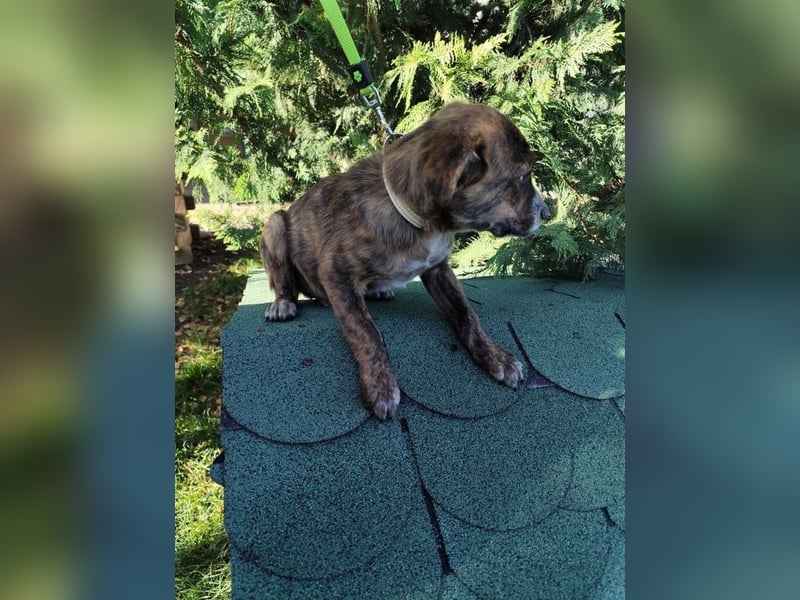 Welpe SISKO - ich suche ein Zuhause bei hundeerfahrenen Menschen!