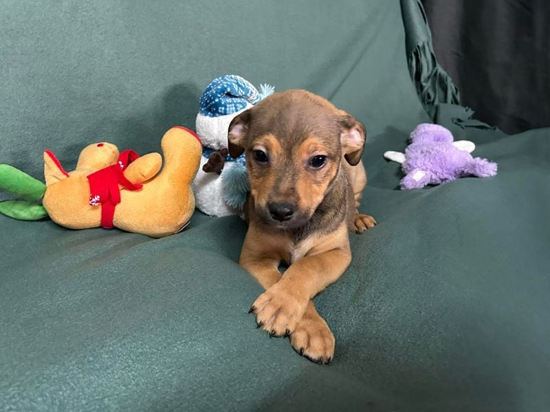 Welpe ERFAN - wer schenkt dem kleinen Racker ein tolles Zuhause?