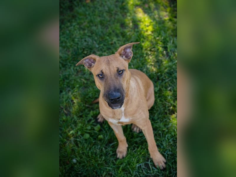 DJEGO - der aktive und verspielte junge Rüde freut sich auf eine eigene Familie