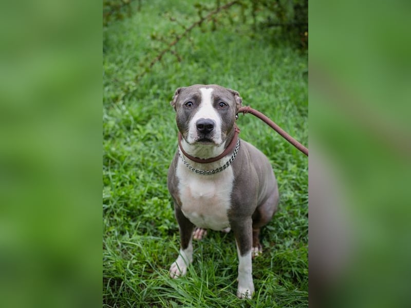 SMOKEY  - wer schenkt mir sein Herz und ein Zuhause?