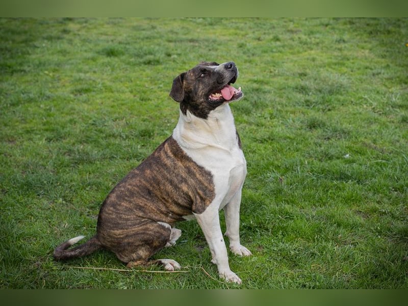 JERRY - der freundliche Rüde sucht aktive, sportliche Menschen und braucht ordentlich Beschäftigung