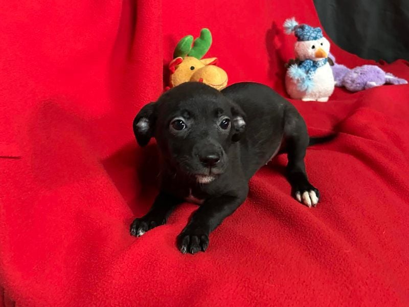 Welpe TRUDI - wer schenkt der kleinen Maus ein tolles Für-Immer Zuhause?