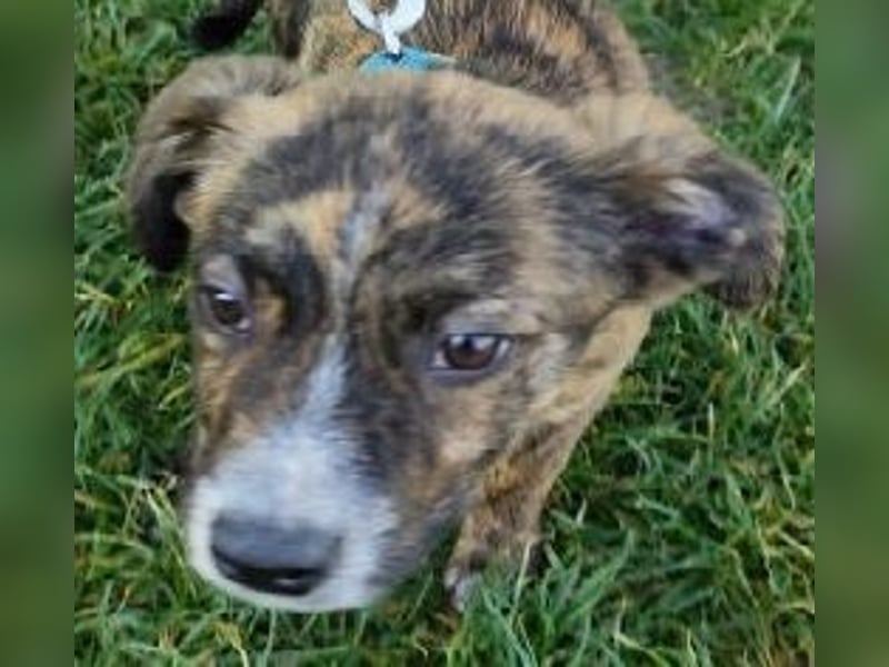 Welpe TOVO - der offene, lustige und verspielte kleine Mann sucht ein tolles Zuhause